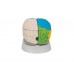 neuro-anatomiczny model mózgu, 8 części - 3b smart anatomy - 1000228 [c22] 3b scientific modele anatomiczne 7